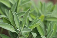 Sage (Garden) Tincture - Organic - Milagro Herbs - Handmade Organic Herbal Remedies & Medicinal Plants