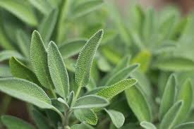 Sage (Garden) Tincture - Organic