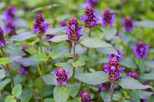 Self HealTincture - Organic - Milagro Herbs - Handmade Organic Herbal Remedies & Medicinal Plants