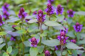 Self HealTincture - Organic