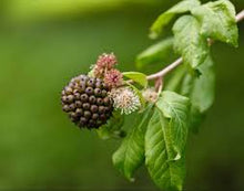 Siberian Ginseng Tincture - Organic - Milagro Herbs - Handmade Organic Herbal Remedies & Medicinal Plants