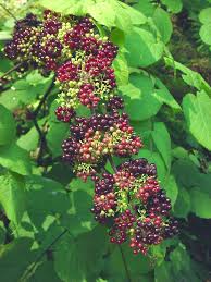 Spikenard Tincture - Organic - Milagro Herbs - Handmade Organic Herbal Remedies & Medicinal Plants