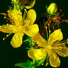 St. John's Wort Tincture - Wildcrafted - Milagro Herbs - Handmade Organic Herbal Remedies & Medicinal Plants