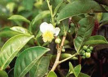 Suma Tincture - Organic - Milagro Herbs - Handmade Organic Herbal Remedies & Medicinal Plants