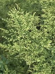 Sweet Annie Tincture - Organic - Milagro Herbs - Handmade Organic Herbal Remedies & Medicinal Plants