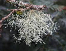 Usnea Tincture - Wildcrafted - Milagro Herbs - Handmade Organic Herbal Remedies & Medicinal Plants