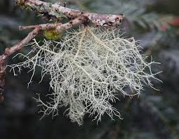 Usnea Tincture - Wildcrafted