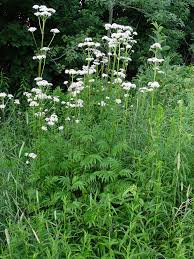 Valerian Root Tincture - Organic