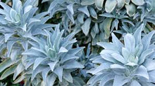 White Sage Tincture - Milagro Herbs - Handmade Organic Herbal Remedies & Medicinal Plants