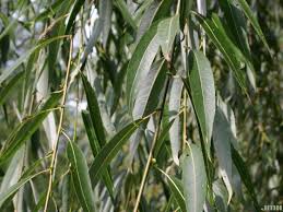 White Willow Bark Tincture - Organic