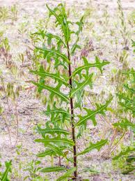 Wild Lettuce Tincture - Wildcrafted - Milagro Herbs - Handmade Organic Herbal Remedies & Medicinal Plants