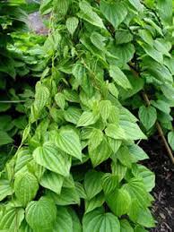 Wild Yam Tincture - Organic