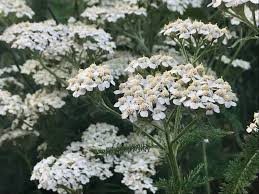 Yarrow Tincture - Wildcrafted