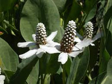 Yerba Mansa Tincture - Wildcrafted - Milagro Herbs - Handmade Organic Herbal Remedies & Medicinal Plants