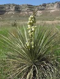 Yucca (Amole) Tincture
