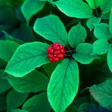 American Ginseng Tincture - Organic - Milagro Herbs - Handmade Organic Herbal Remedies & Medicinal Plants