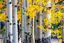 Aspen Tincture - Wildcrafted - Milagro Herbs - Handmade Organic Herbal Remedies & Medicinal Plants