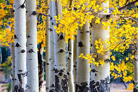 Aspen Tincture - Wildcrafted