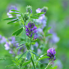 Alfalfa Tincture - Organic