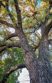 Cottonwood Tincture - Wildcrafted