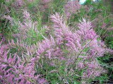 Tamarisk (Salt Cedar) Tincture - Wildcrafted - Milagro Herbs - Handmade Organic Herbal Remedies & Medicinal Plants
