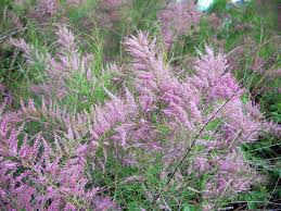 Tamarisk (Salt Cedar) Tincture - Wildcrafted