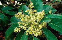 Muira Puama Tincture - Organic - Milagro Herbs - Handmade Organic Herbal Remedies & Medicinal Plants
