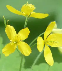 Celendine (dried)