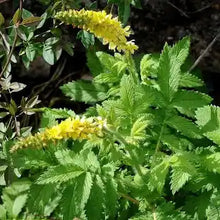 Agrimony Tincture - Organic - Milagro Herbs - Handmade Organic Herbal Remedies & Medicinal Plants