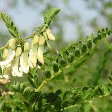 Astragalus Tincture - Organic - Milagro Herbs - Handmade Organic Herbal Remedies & Medicinal Plants