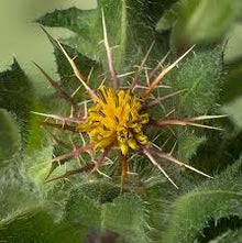Blessed Thistle Tincture - Organic - Milagro Herbs - Handmade Organic Herbal Remedies & Medicinal Plants