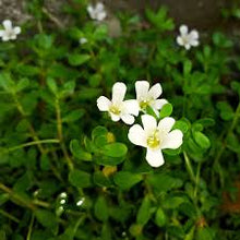 Brahmi Leaf Tincture - Milagro Herbs - Handmade Organic Herbal Remedies & Medicinal Plants