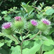 Burdock Root Tincture - Organic - Milagro Herbs - Handmade Organic Herbal Remedies & Medicinal Plants