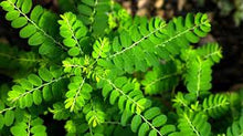 Chanca Piedra Tincture - Organic - Milagro Herbs - Handmade Organic Herbal Remedies & Medicinal Plants