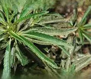 Yerba Santa Tincture - Organic