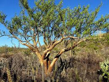 Elephant Tree Tincture - Wildcrafted - Milagro Herbs - Handmade Organic Herbal Remedies & Medicinal Plants