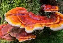Reishi (Cooked) Tincture - Organic - Milagro Herbs - Handmade Organic Herbal Remedies & Medicinal Plants