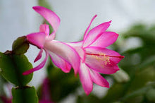 Cacto De Navidad Flower Essence .5oz - Milagro Herbs - Handmade Organic Herbal Remedies & Medicinal Plants