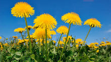 Dandelion Flower Essence .5oz - Milagro Herbs - Handmade Organic Herbal Remedies & Medicinal Plants