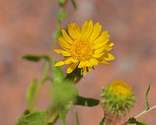Desert Grindelia Flower Essence .5oz - Milagro Herbs - Handmade Organic Herbal Remedies & Medicinal Plants