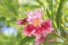 Desert Willow Flower Essence .5oz - Milagro Herbs - Handmade Organic Herbal Remedies & Medicinal Plants