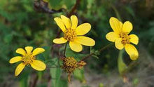Hearleaf Goldeneye Flower Essence .5oz - Milagro Herbs - Handmade Organic Herbal Remedies & Medicinal Plants