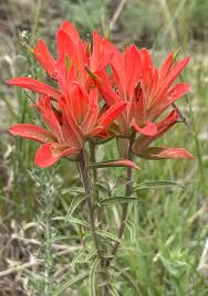 Indian Paintbrush Flower Essence .5oz - Milagro Herbs - Handmade Organic Herbal Remedies & Medicinal Plants