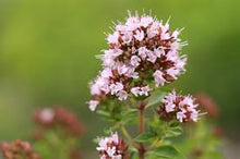 Marjoram Flower Essence .5oz - Milagro Herbs - Handmade Organic Herbal Remedies & Medicinal Plants