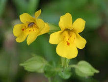Monkey Flower Flower Essence .5oz - Milagro Herbs - Handmade Organic Herbal Remedies & Medicinal Plants