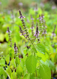 Tulsi (Holy Basil) Plant Spirit Communication Class with Judy Lieblein 6/7 SOLD OUT