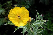 Prickly Poppy Flower Essence .5oz - Milagro Herbs - Handmade Organic Herbal Remedies & Medicinal Plants