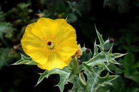 Prickly Poppy Flower Essence .5oz