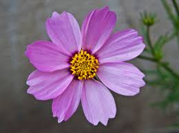 Purple Cosmos Flower Essence .5oz