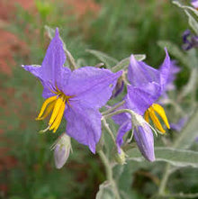 Purple Tomatillo Flower Essence .5oz - Milagro Herbs - Handmade Organic Herbal Remedies & Medicinal Plants